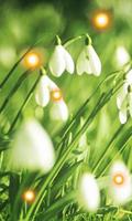 Poster Snowdrops Live wallpaper