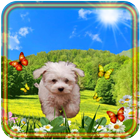 Spring Puppy icon