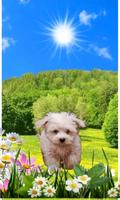 Spring Puppy plakat