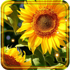 Sunflowers Free 2016 أيقونة