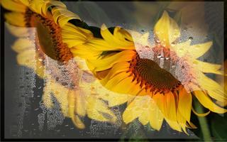 Sunflowers Free 2016 تصوير الشاشة 3