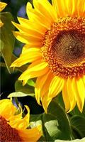 Sunflowers Free 2016 الملصق