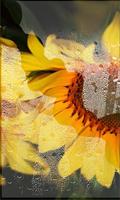 Sunflowers Free 2016 تصوير الشاشة 1