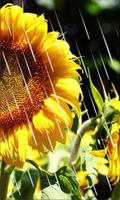 Sunflowers Free 2016 اسکرین شاٹ 2