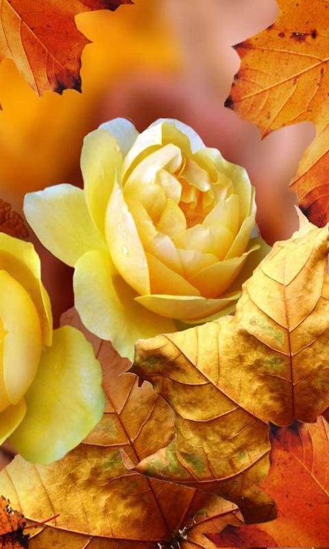 Roses Autumn live wallpaper APK for Android Download
