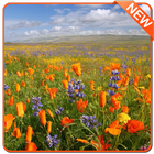 Flowers Wallpapers icono