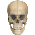 VR Human Skull