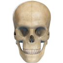 VR Human Skull APK