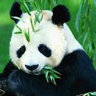 Panda Puzzle biểu tượng