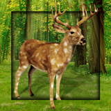 Deer in Forest Live Wallpaper icône