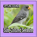 Slate-Coloured Seedeater Bird Sounds APK