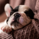 sleeping puppy wallpapers APK
