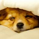 sleeping puppy wallpapers APK
