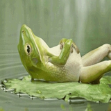 Sleeping Frog Live Wallpaper icône