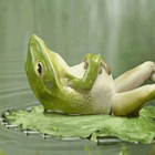 Sleeping Frog Live Wallpaper icono