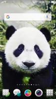 Cute Panda Wallpaper & Lock Screen QHD স্ক্রিনশট 2