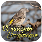 Los Sonidos de Aves El Ruiseñor Gorginegro icône
