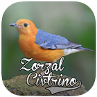 Los Sonidos de Aves Zorzal Citrino 圖標