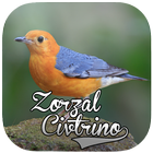 Los Sonidos de Aves Zorzal Citrino アイコン