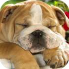 Sleeping Puppy HD ikon