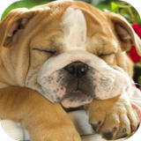 Sleeping Puppy HD icône