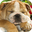 Sleeping Puppy HD