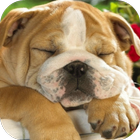 Sleeping Puppy HD أيقونة