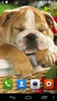 Sleeping Puppy HD poster