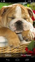 Sleeping Puppy HD اسکرین شاٹ 2