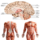 Anatomy New plus ++ APK