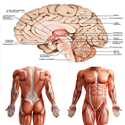 Anatomia Novo plus ++ ícone