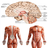Anatomy New plus ++ APK