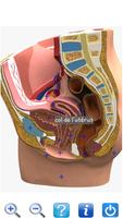 Anatomia Novo plus ++ imagem de tela 1