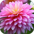 Chrysanthemum  Live Wallpaper