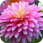 Chrysanthemum  Live Wallpaper 圖標