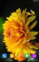 Chrysanthemum  Live Wallpaper 截圖 1