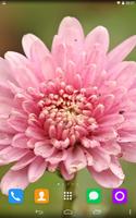 Chrysanthemum  Live Wallpaper スクリーンショット 2