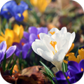 Amazing Spring Flowers