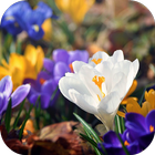 Amazing Spring Flowers icon