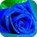 Blue Rose Live Wallpaper APK