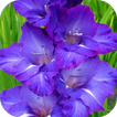 Gladiolus  Live Wallpaper