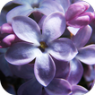 Lilac Flowers Live Wallpaper