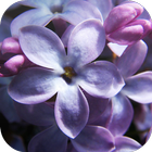 Lilac Flowers Live Wallpaper icône