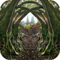 Magical Forest Live Wallpaper