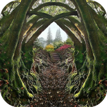 Magical Forest Live Wallpaper