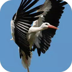 Stork Live Wallpaper APK Herunterladen