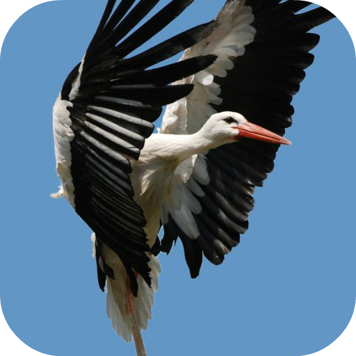 Stork Live Wallpaper