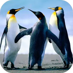 Penguin Live Wallpaper APK download