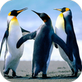 Penguin Live Wallpaper