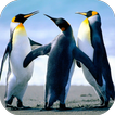 Penguin Live Wallpaper